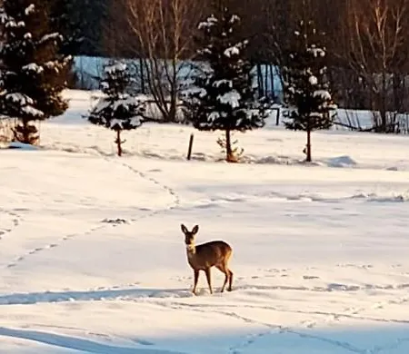 Bachledzki Wierch Appartamento Zakopane