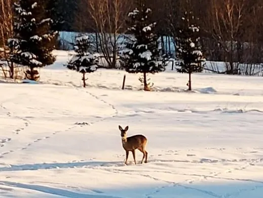 Bachledzki Wierch דירה זקופאנה